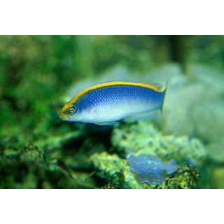 Pseudochromis flavivertex