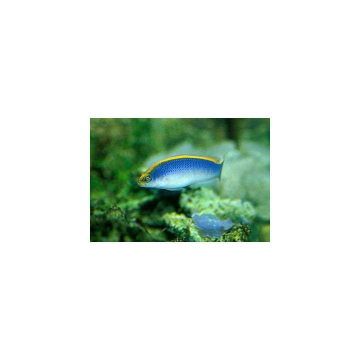 Pseudochromis flavivertex