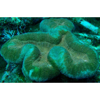 Lobophyllia hemprichi