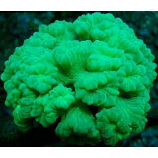 Caulastrea echinulata