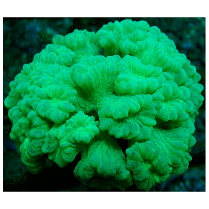 Caulastrea echinulata
