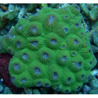 Montastrea sp.