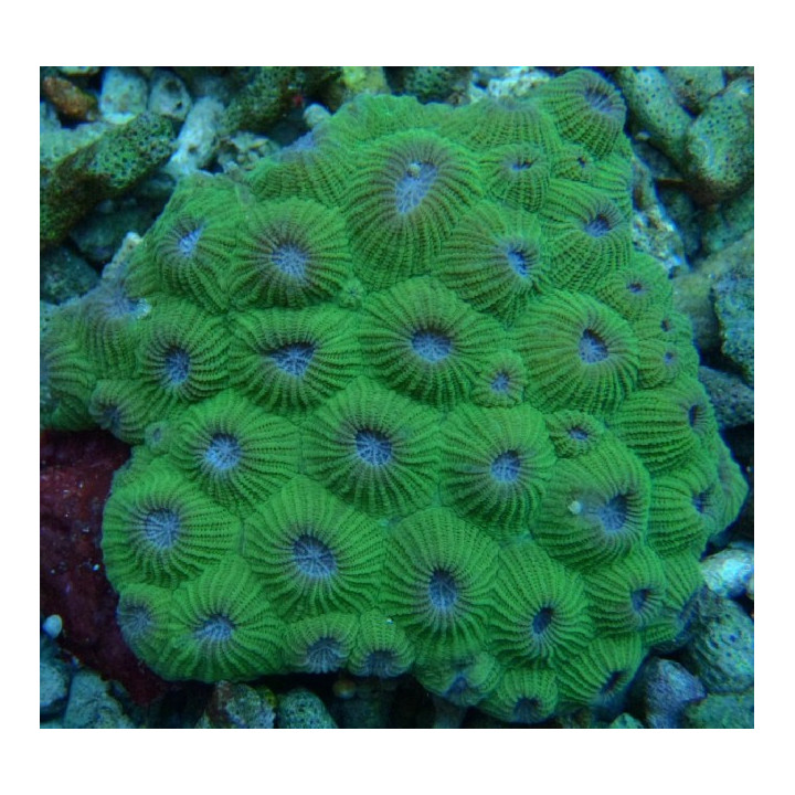 Montastrea sp.