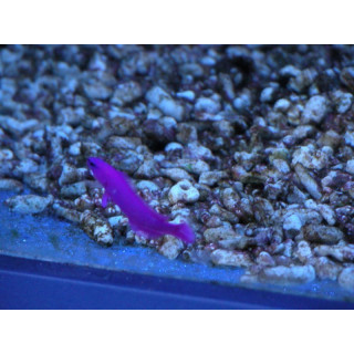 Pseudochromis fridmani ELEVAGE