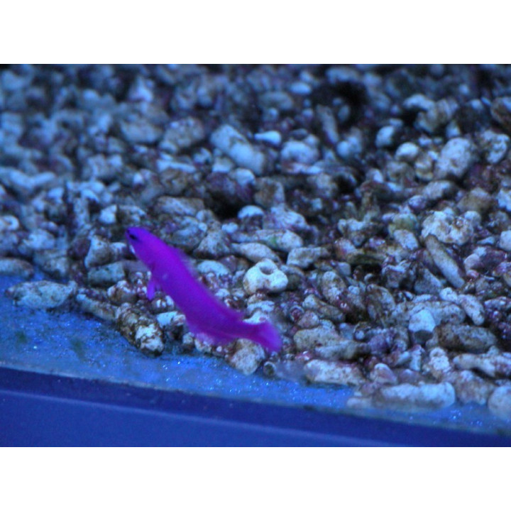 Pseudochromis fridmani ELEVAGE
