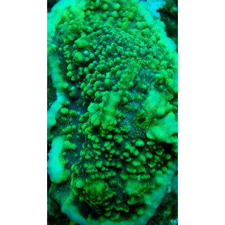 Echinophyllia sp. vert