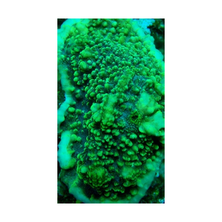 Echinophyllia sp. vert