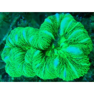 Trachyphyllia sp. vert
