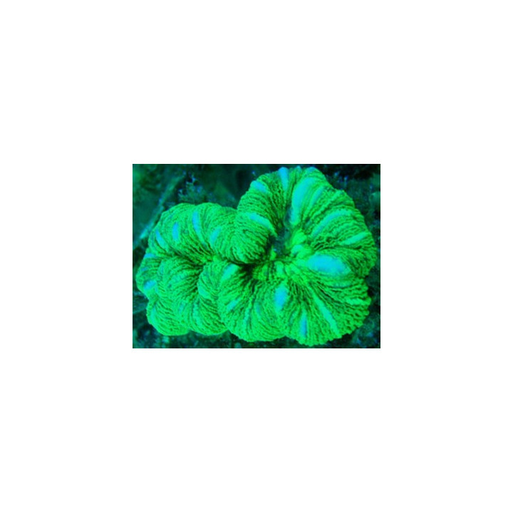 Trachyphyllia sp. vert