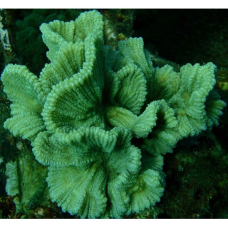 Pectinia latuca