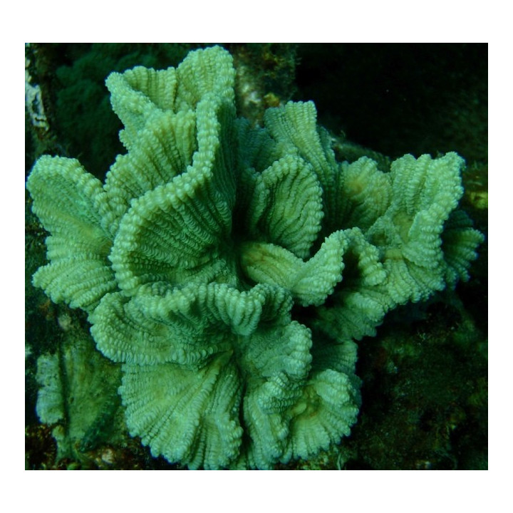 Pectinia latuca