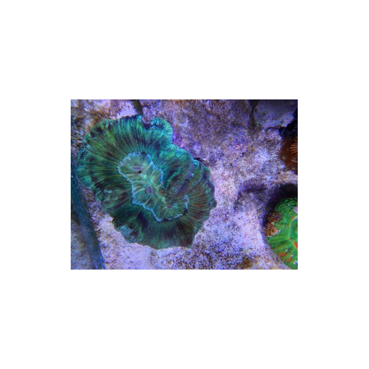 Wellsophyllia sp. rouge