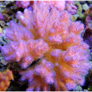 Pocillopora damicornis