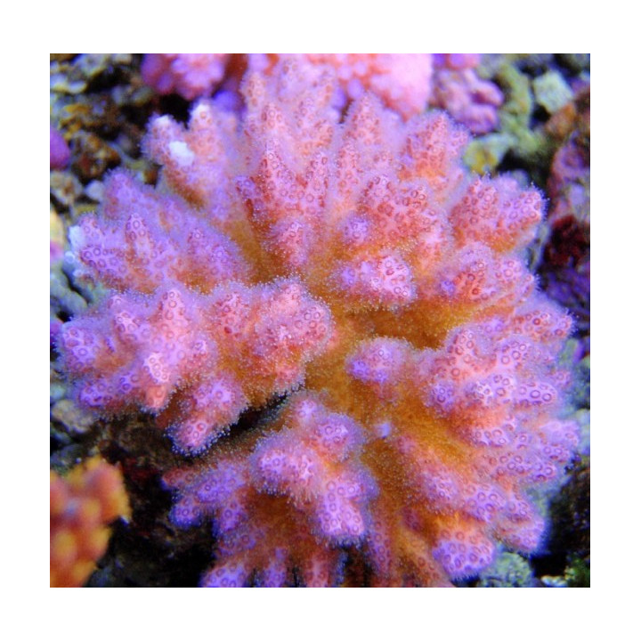 Pocillopora damicornis
