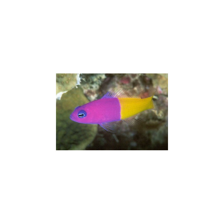 Pseudochromis paccagnellae