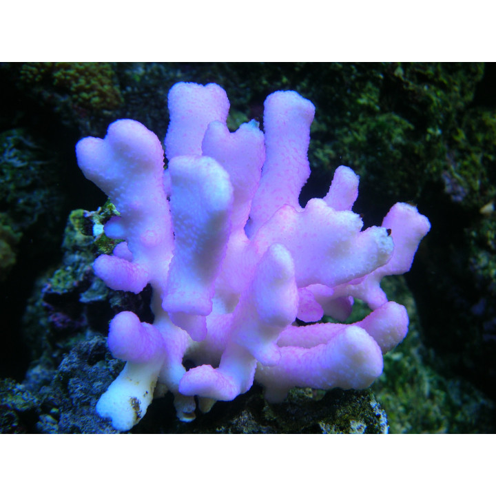 Stylophora sp. rose Tonga