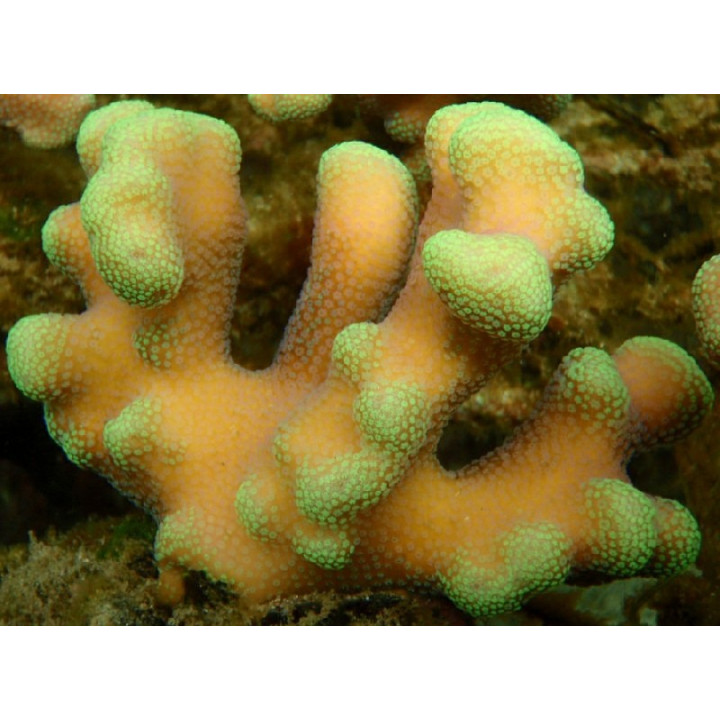 Stylophora sp. vert
