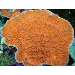 Montipora capricornis orange