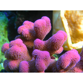 Stylophora pistillata 