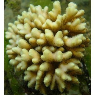 Seriatopora caliendrum