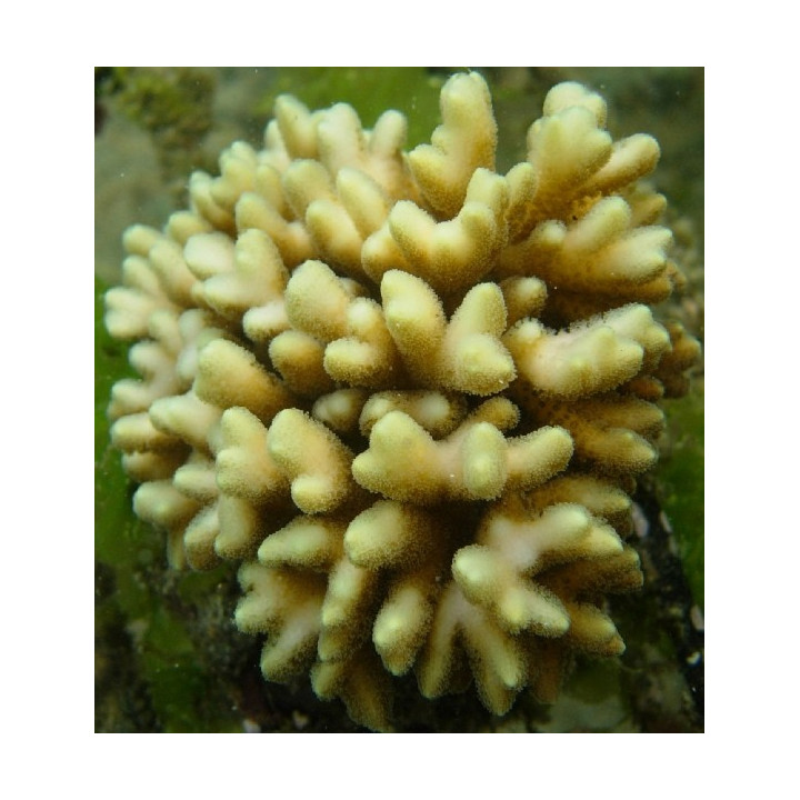 Seriatopora caliendrum