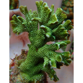 Montipora digitata