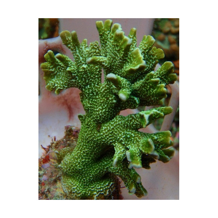 Montipora digitata