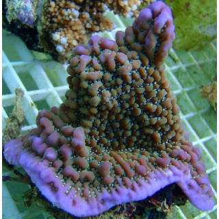 Montipora undata
