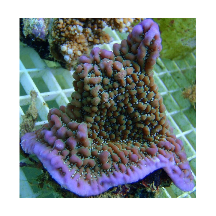 Montipora undata