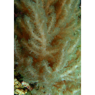 Alcyonium