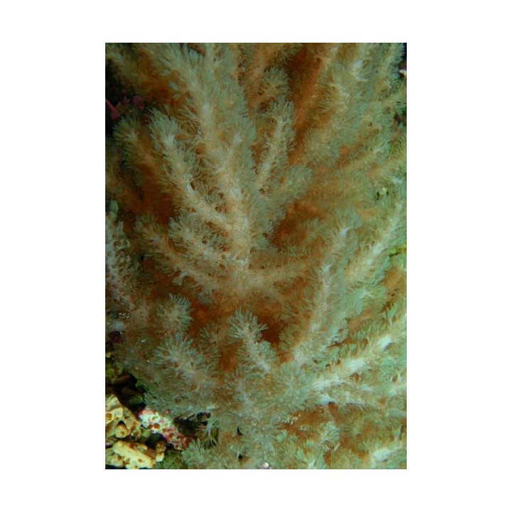 Alcyonium
