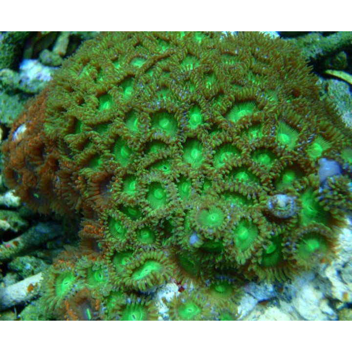 Zoanthus sp. vert metal