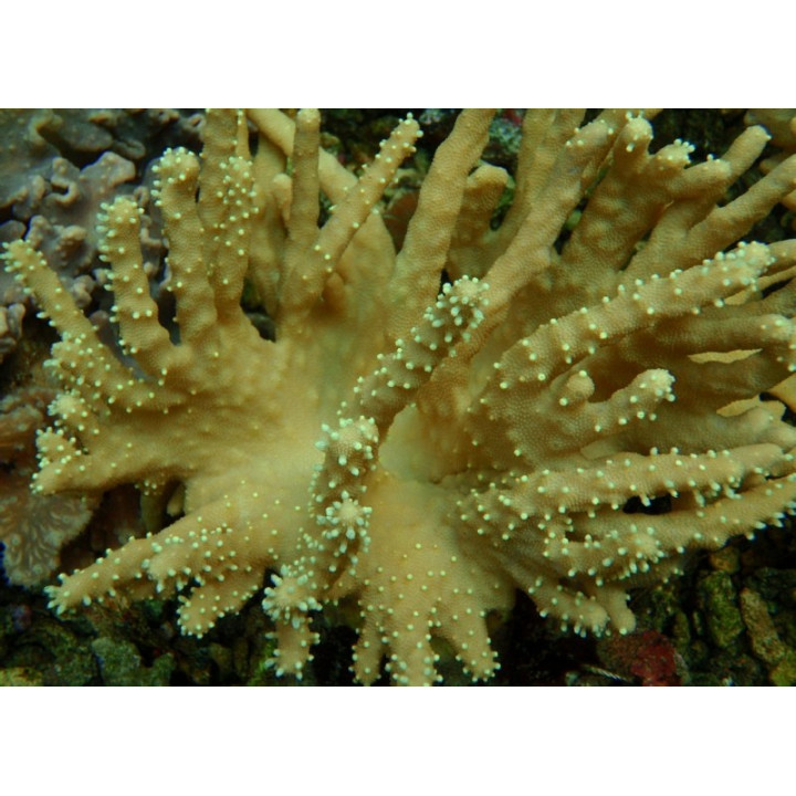 Lobophyton