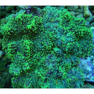 Rhodactis sp.