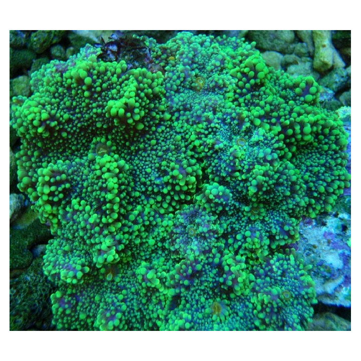 Rhodactis sp.