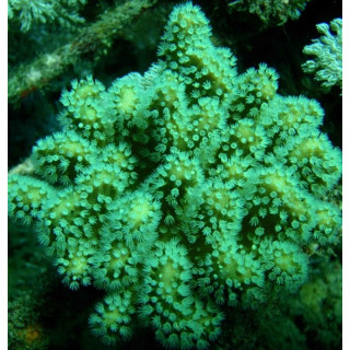 Lobophyton sp. vert