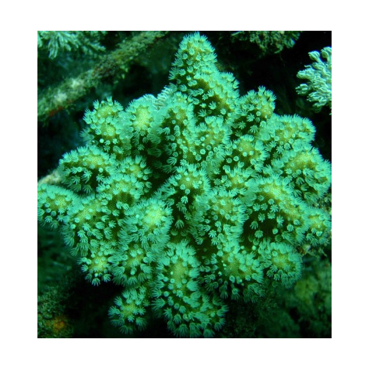Lobophyton sp. vert