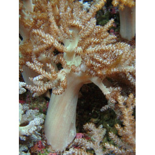Nephtea sp.