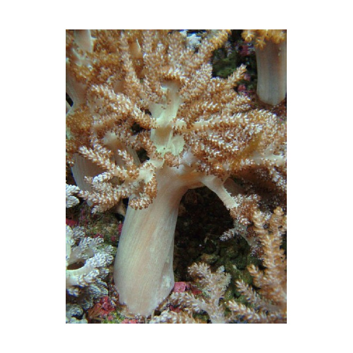 Nephtea sp.
