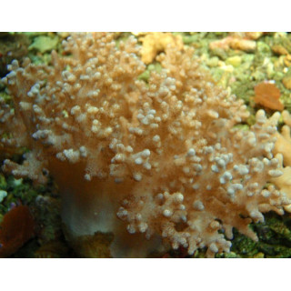 Sinularia sp.