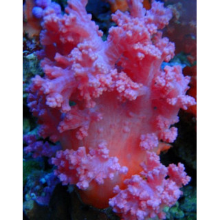 Scleronephtya sp. rose