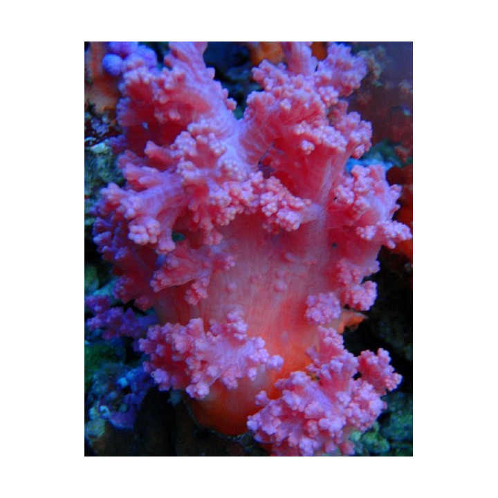 Scleronephtya sp. rose