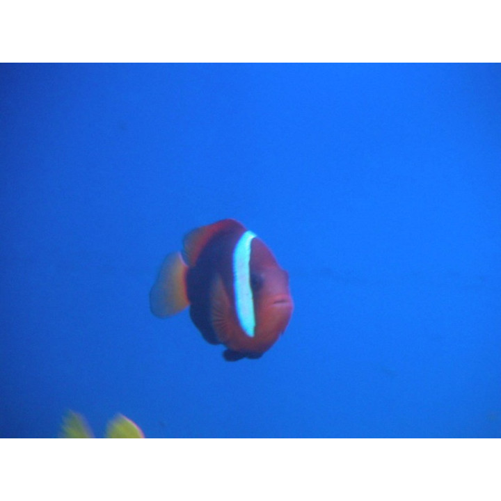 Amphiprion frenatus