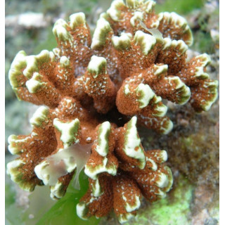 Montipora digitata orange