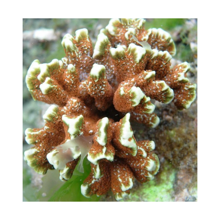 Montipora digitata orange
