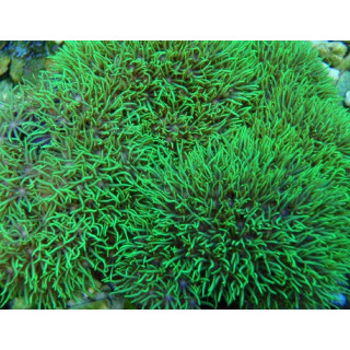 Clavularia viridis