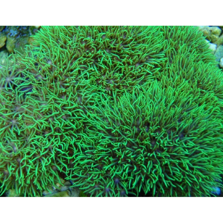 Clavularia viridis