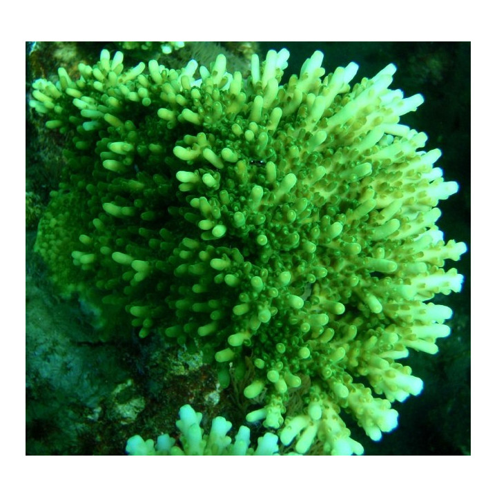 Acropora efflorecens 