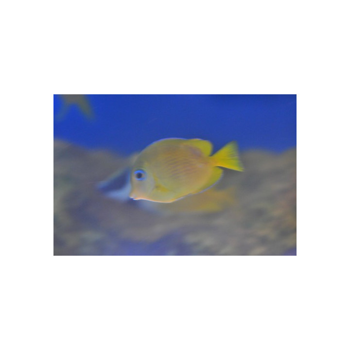 Acanthurus coeruleus