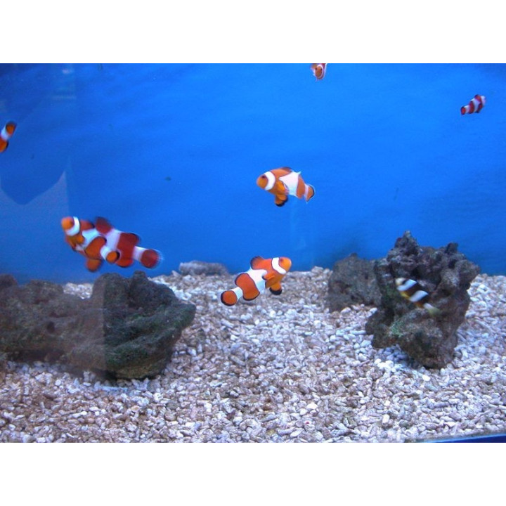 Amphiprion ocellaris - poisson clown - Aquarium sur mesure